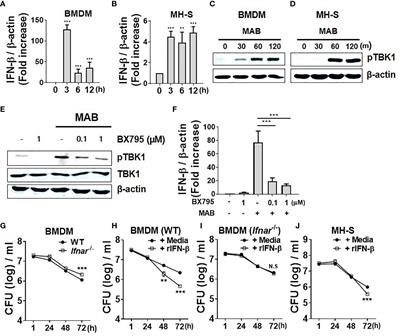 Type I Interferons Are Involved in the Intracellular Growth Control of Mycobacterium abscessus by Mediating NOD2-Induced Production of Nitric Oxide in Macrophages